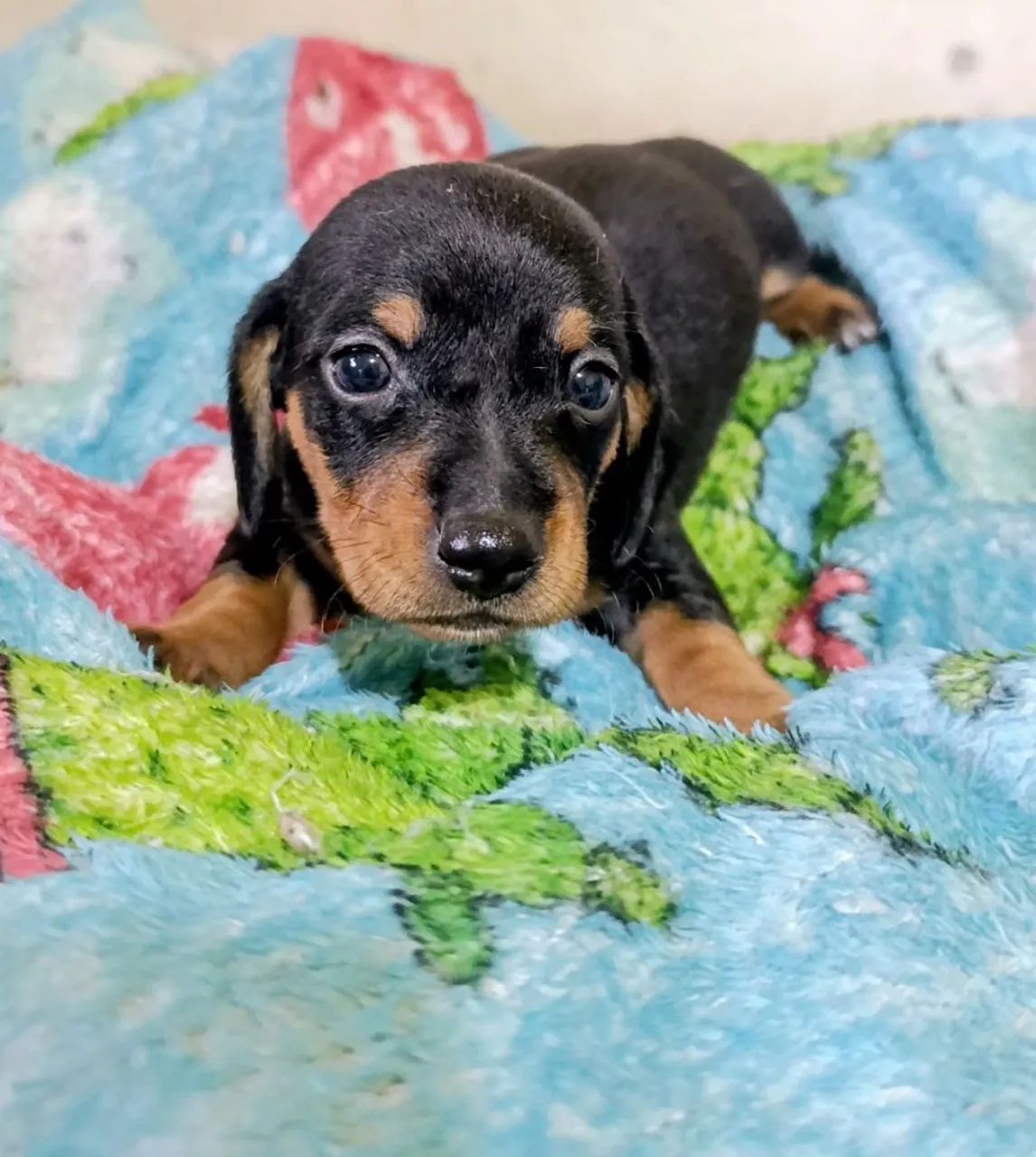 Bebês Dachshund  - Foto 2