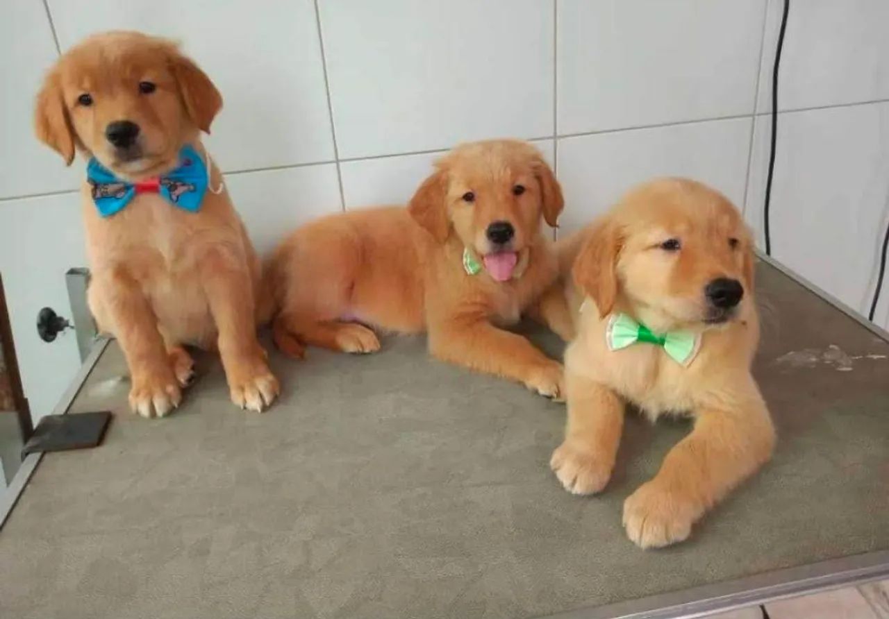 Golden Retirver, 50 dias, vermifugados