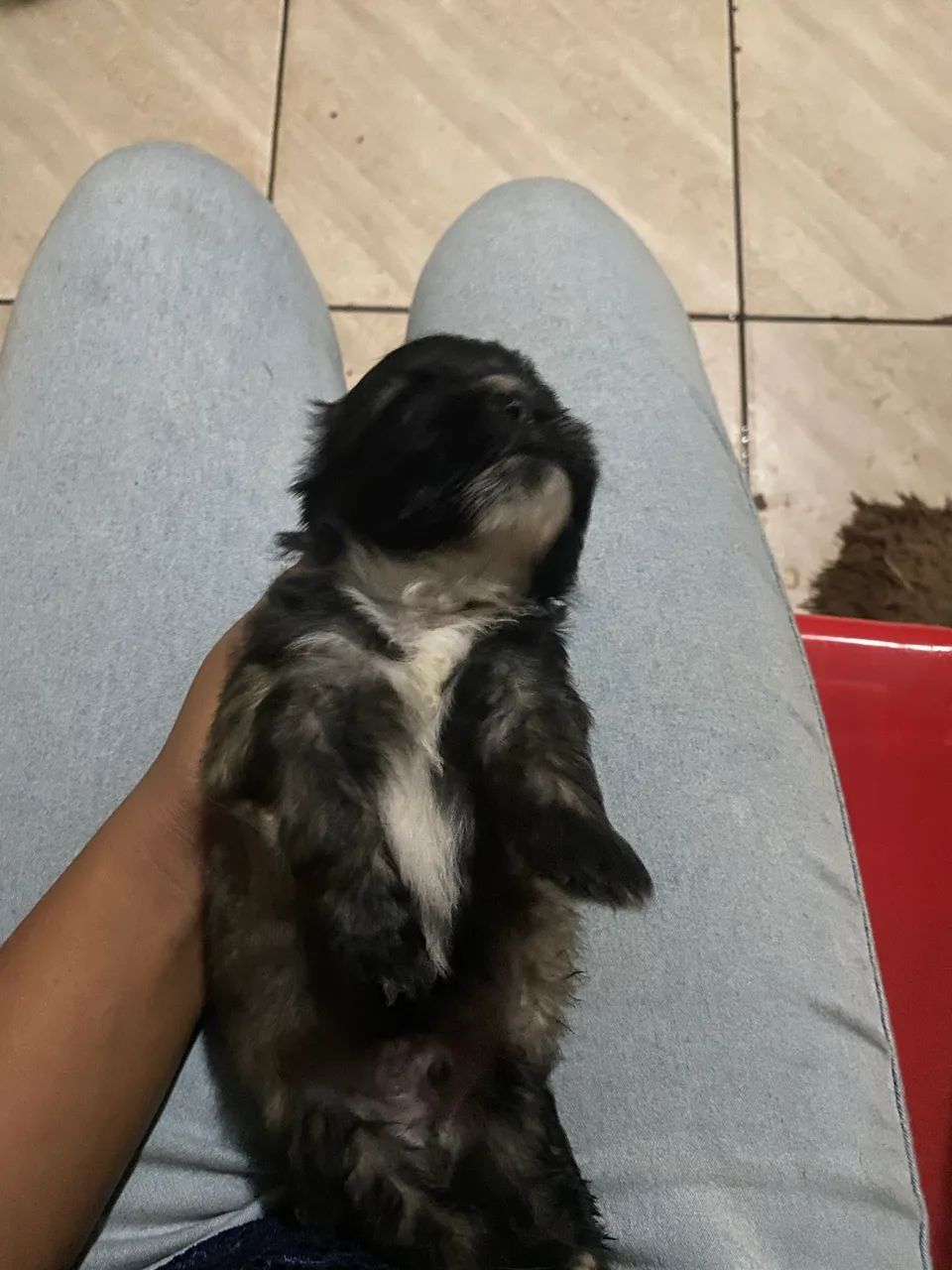 Filhotes de SHIH TZU  - Foto 2