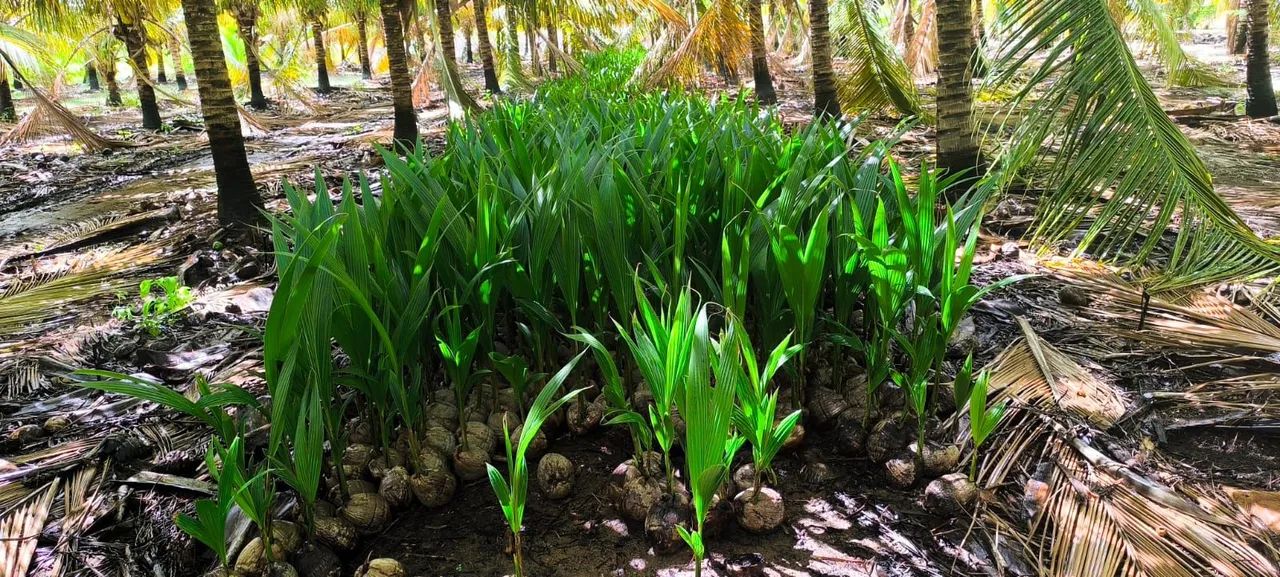 Vendo mudas frutíferas  - Foto 3