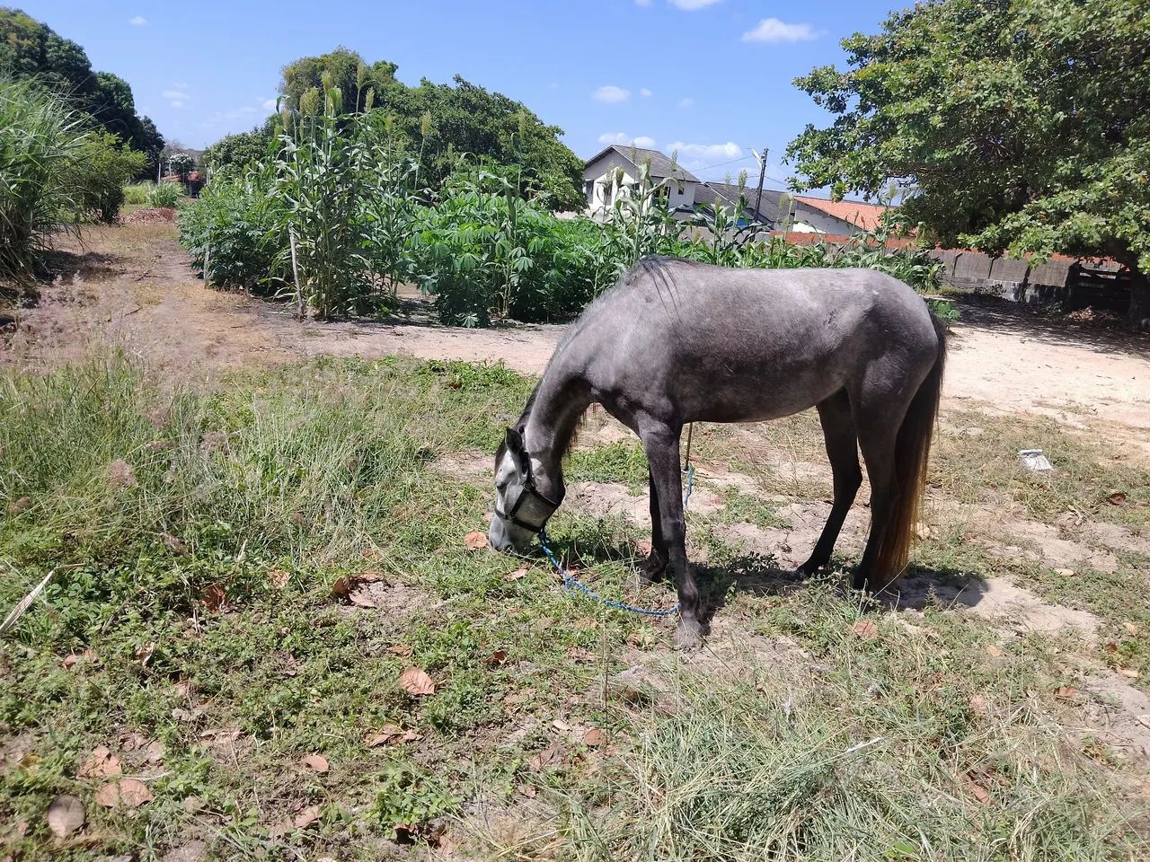 Vendo e Troco Égua em garrotes. - Foto 2