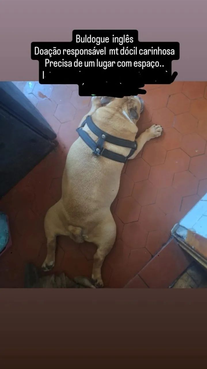 Buldogue inglês 