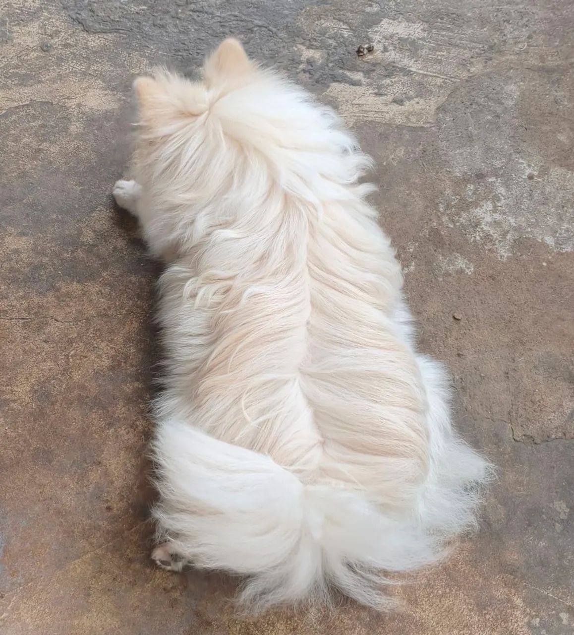 Spitz alemão macho  - Foto 5