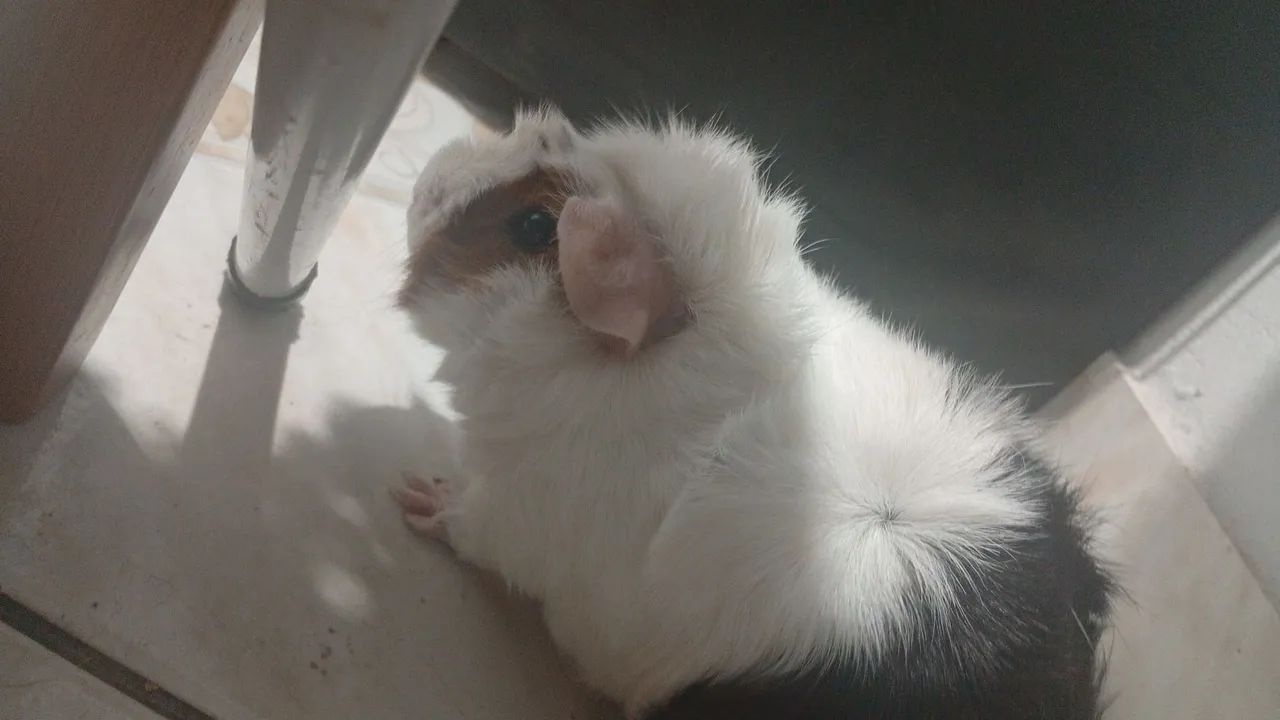 Porquinhos da índia - preá - Foto 6