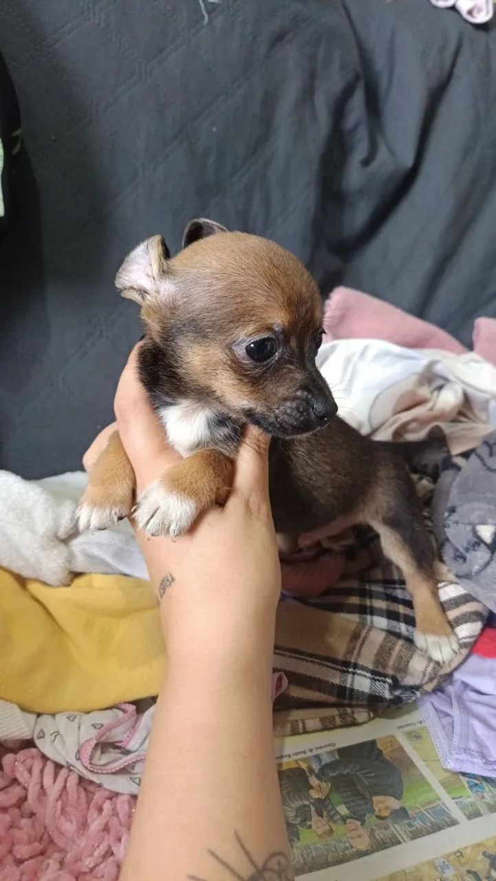 Pinscher fêmea e macho  - Foto 4