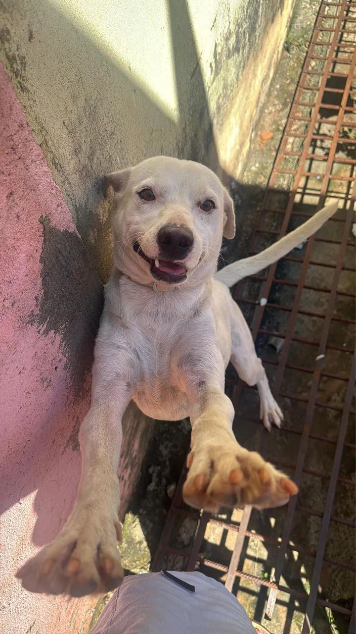 Cachorro pra adoção - Foto 2