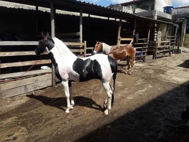 Potro pampa marcha picada - Foto 5