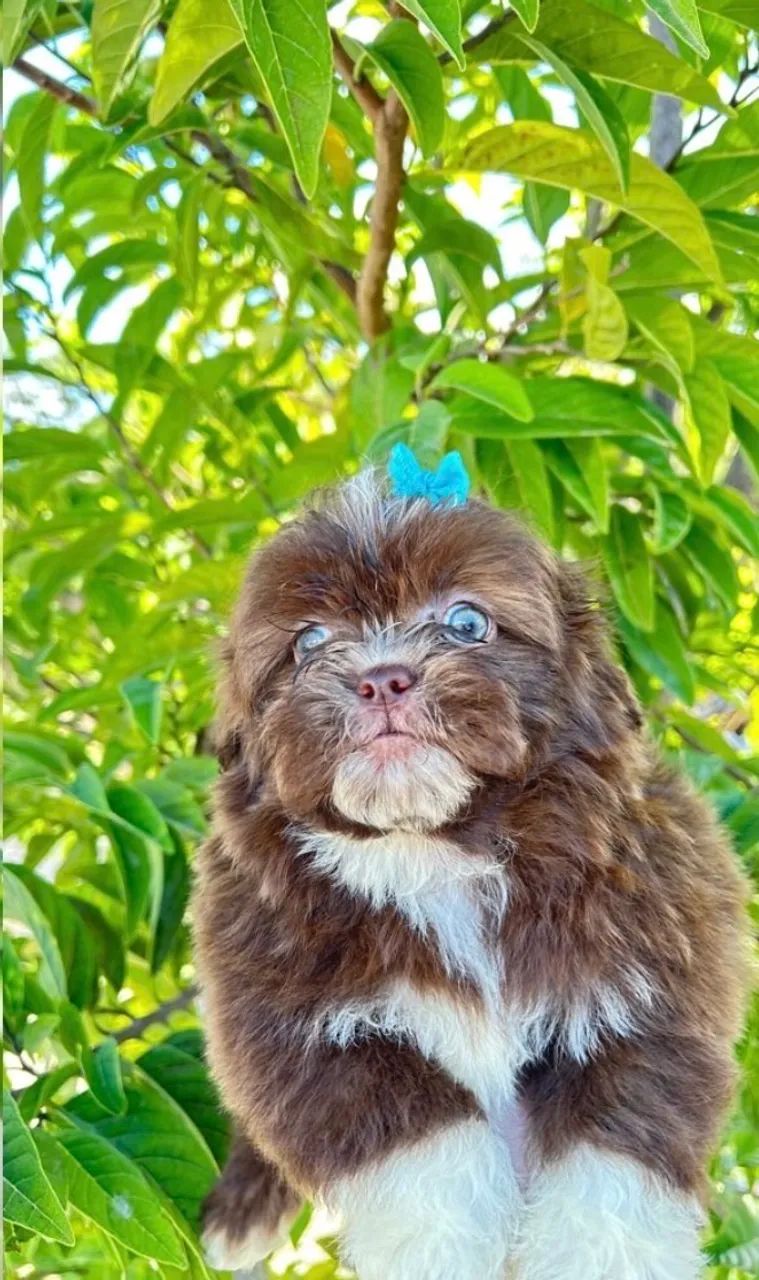 Shih tzu  - Foto 3