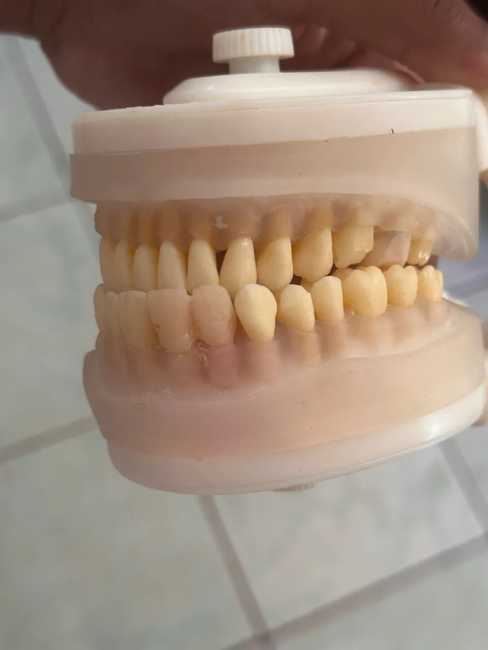 Manequim odontologico