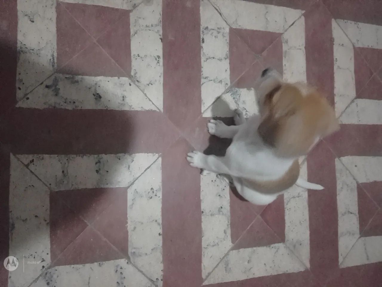 Me adote! - Foto 4