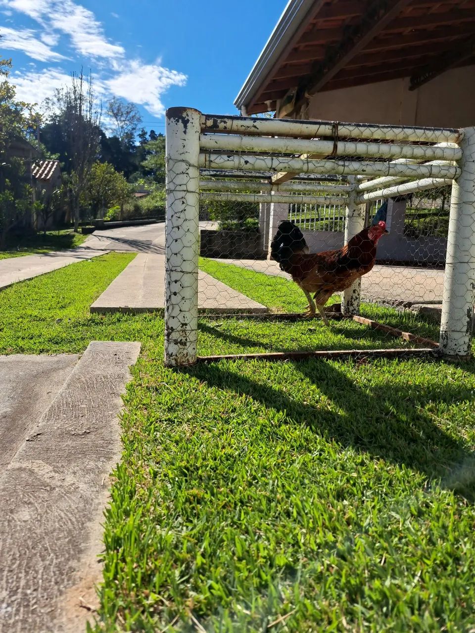 Frango caipira - Foto 3