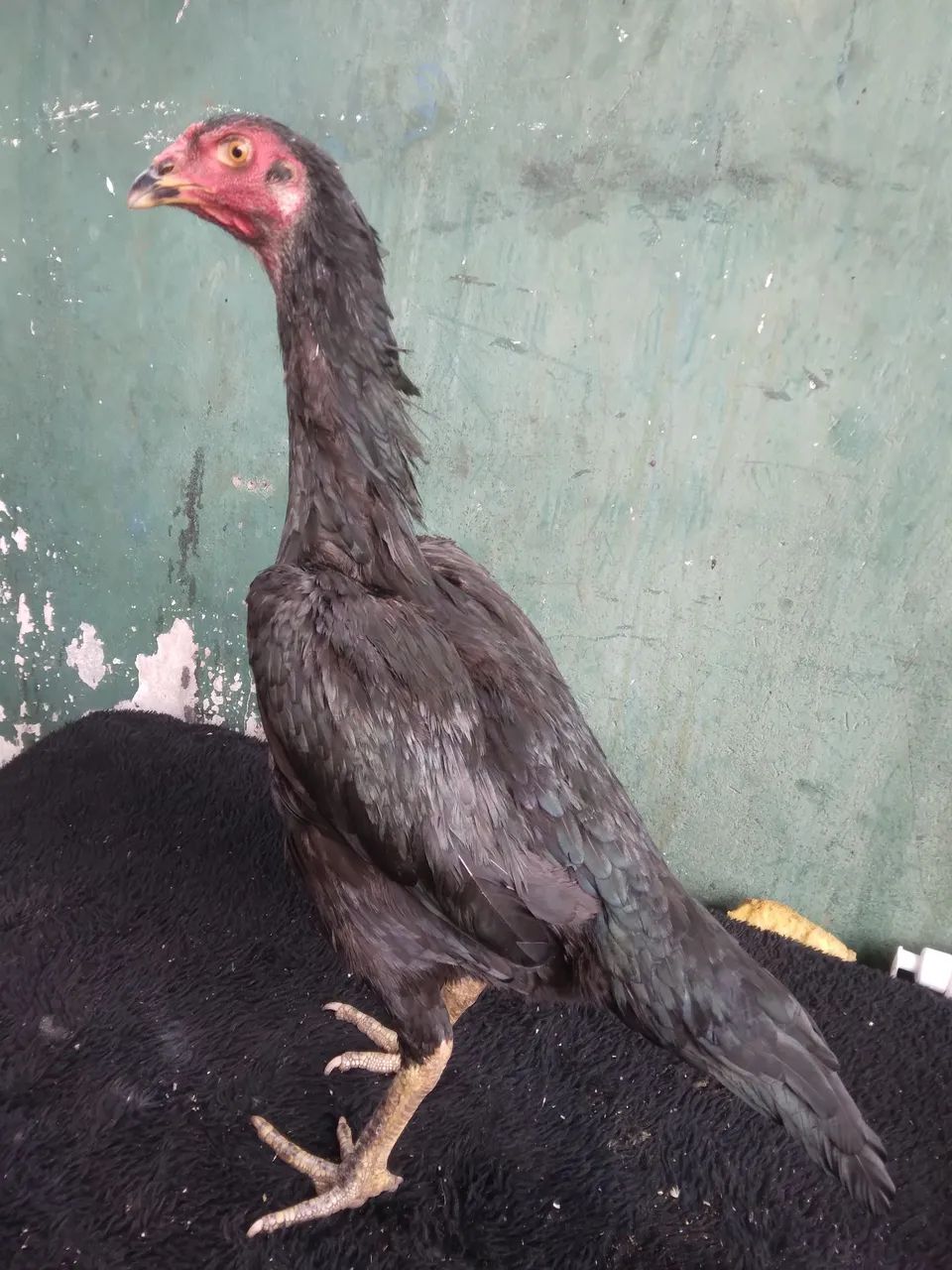 Disponível  - Foto 3