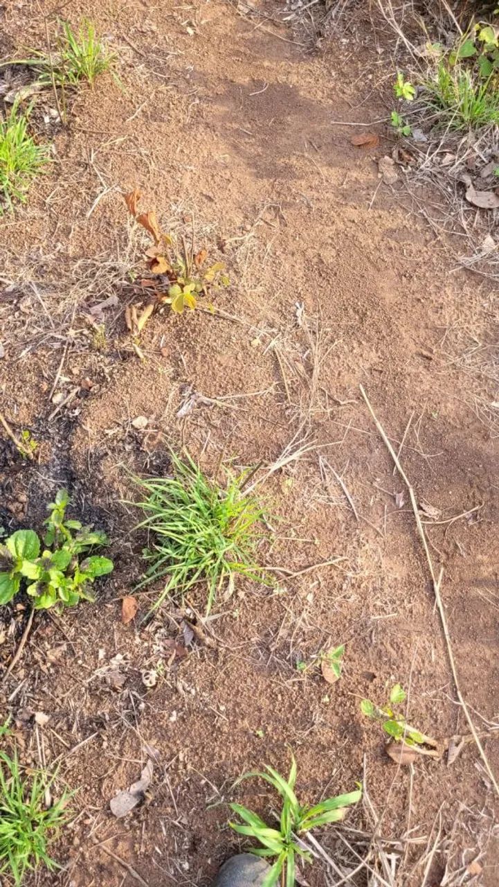 Grande Fazenda à Venda - Ideal para Agricultura e Pecuária - Foto 9