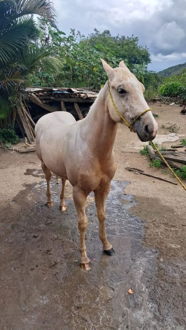 Vendo potro com documento.20 mil - Foto 2