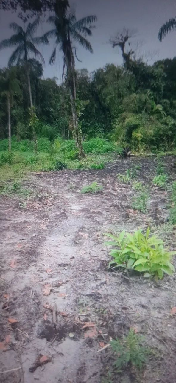 Chacara - Foto 3