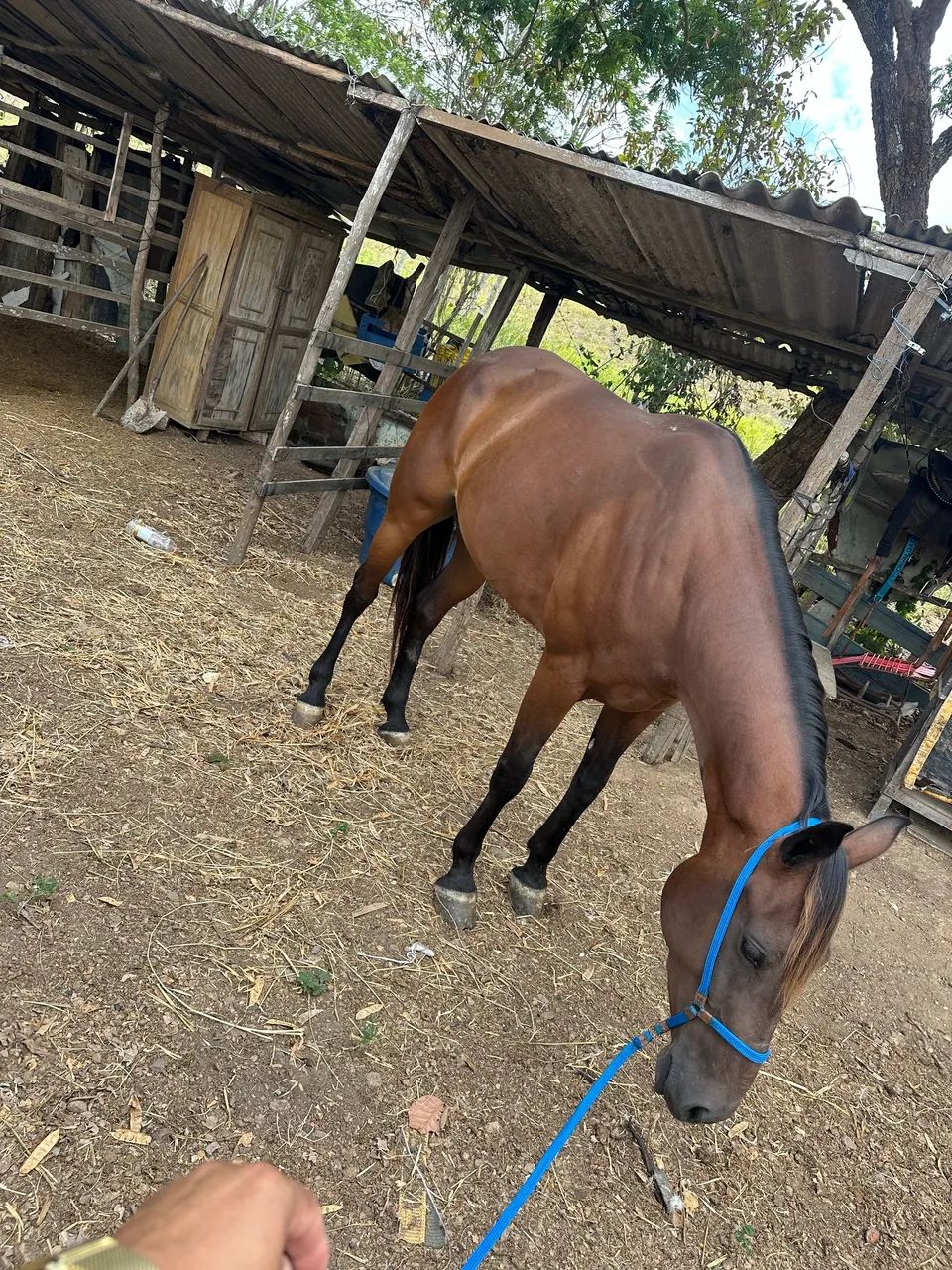 Vendo égua manga larga com quarto de milha.. segunda muda égua de patrão..  - Foto 6
