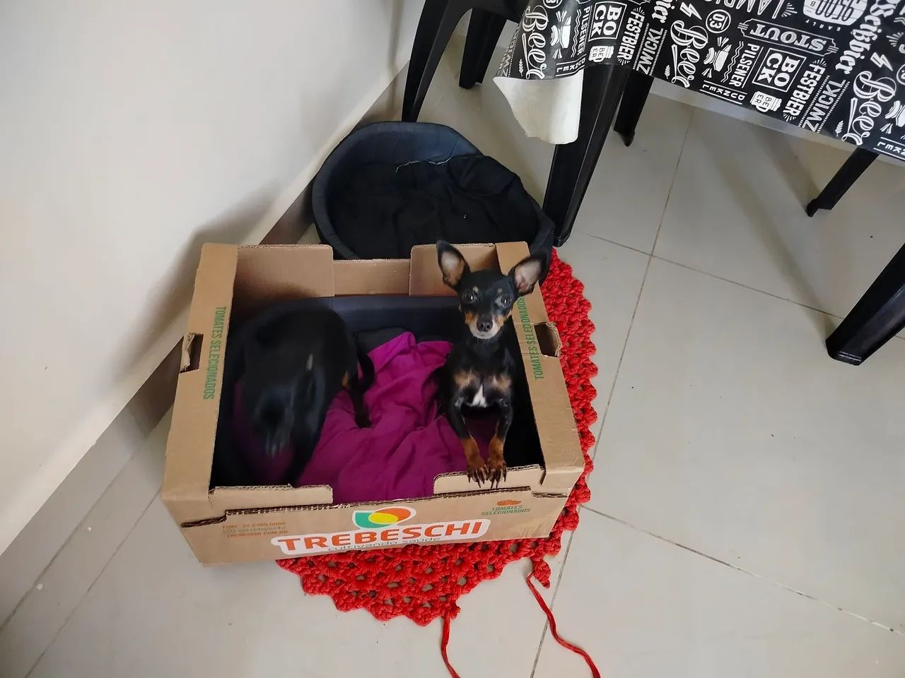 Vendo dois Pinter  - Foto 2