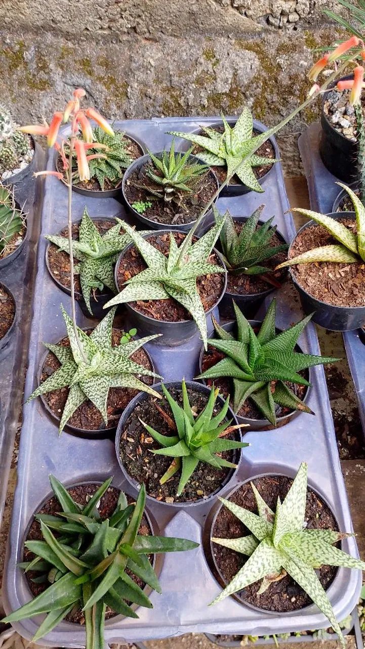 suculentas  - Foto 3