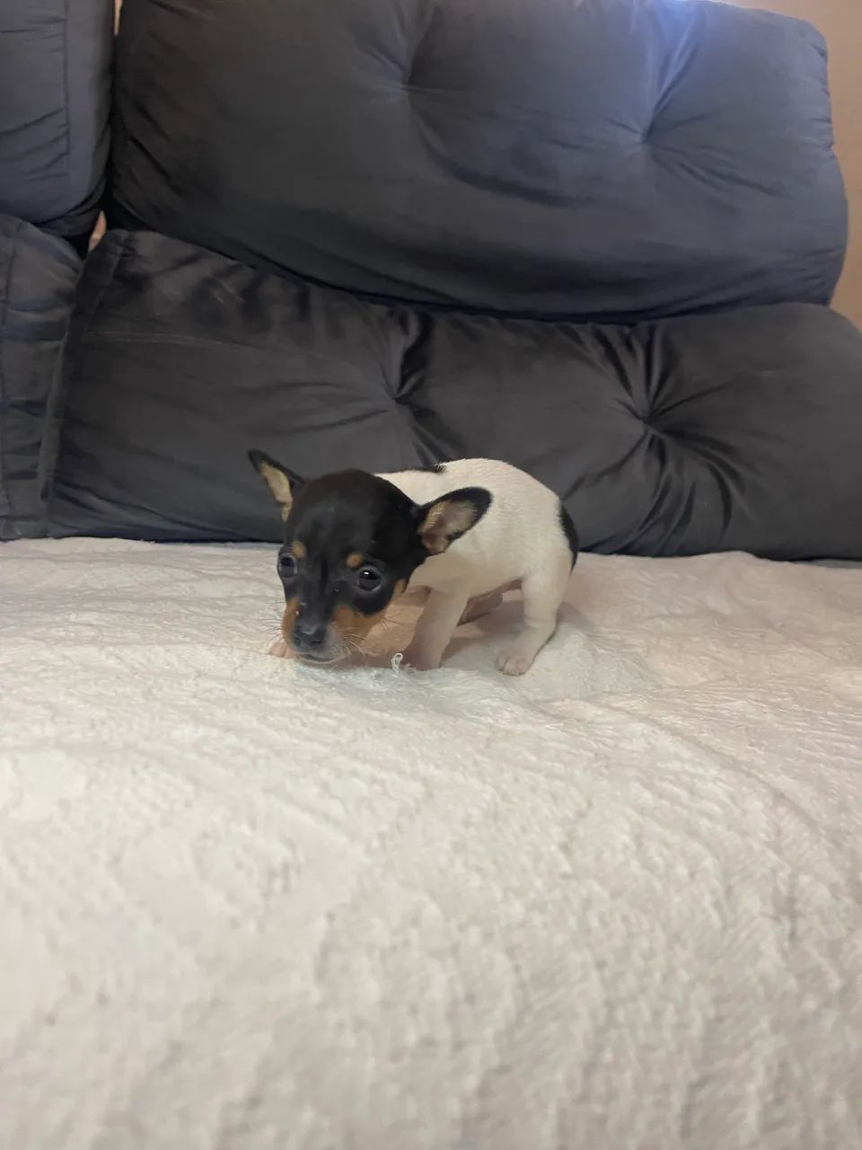Filhote Pinscher - Foto 2
