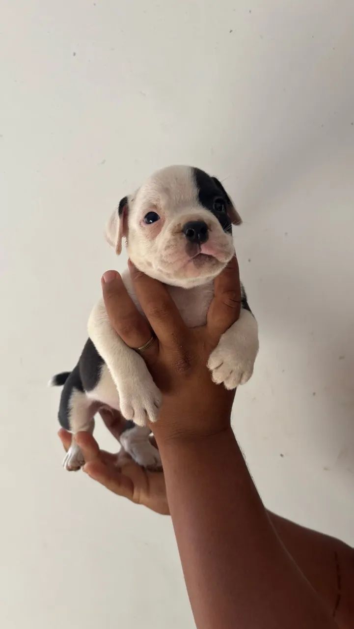 Cachorro - Foto 2