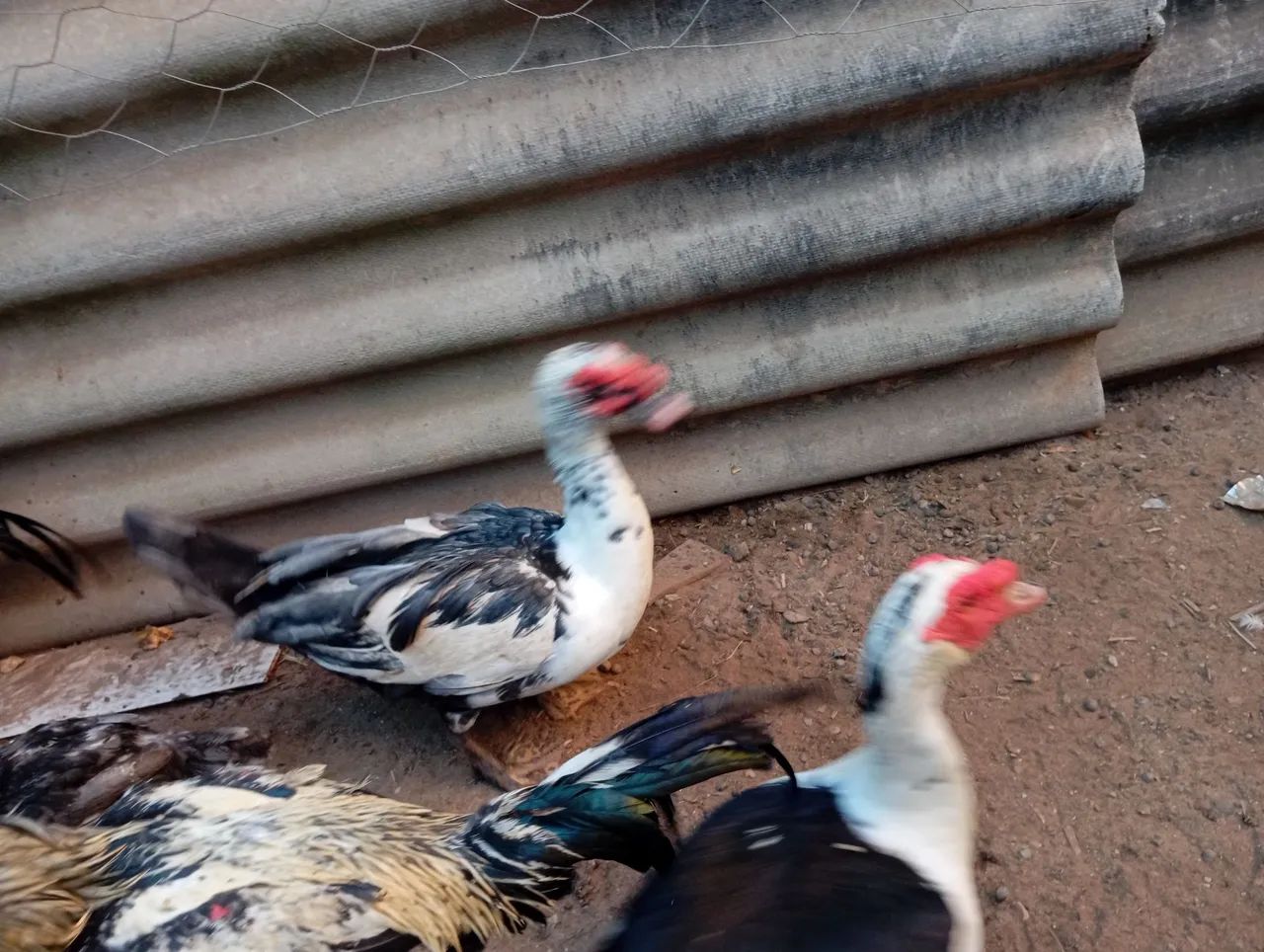 Patos  - Foto 3