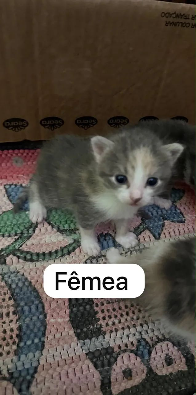 Filhotes de gato - Foto 3