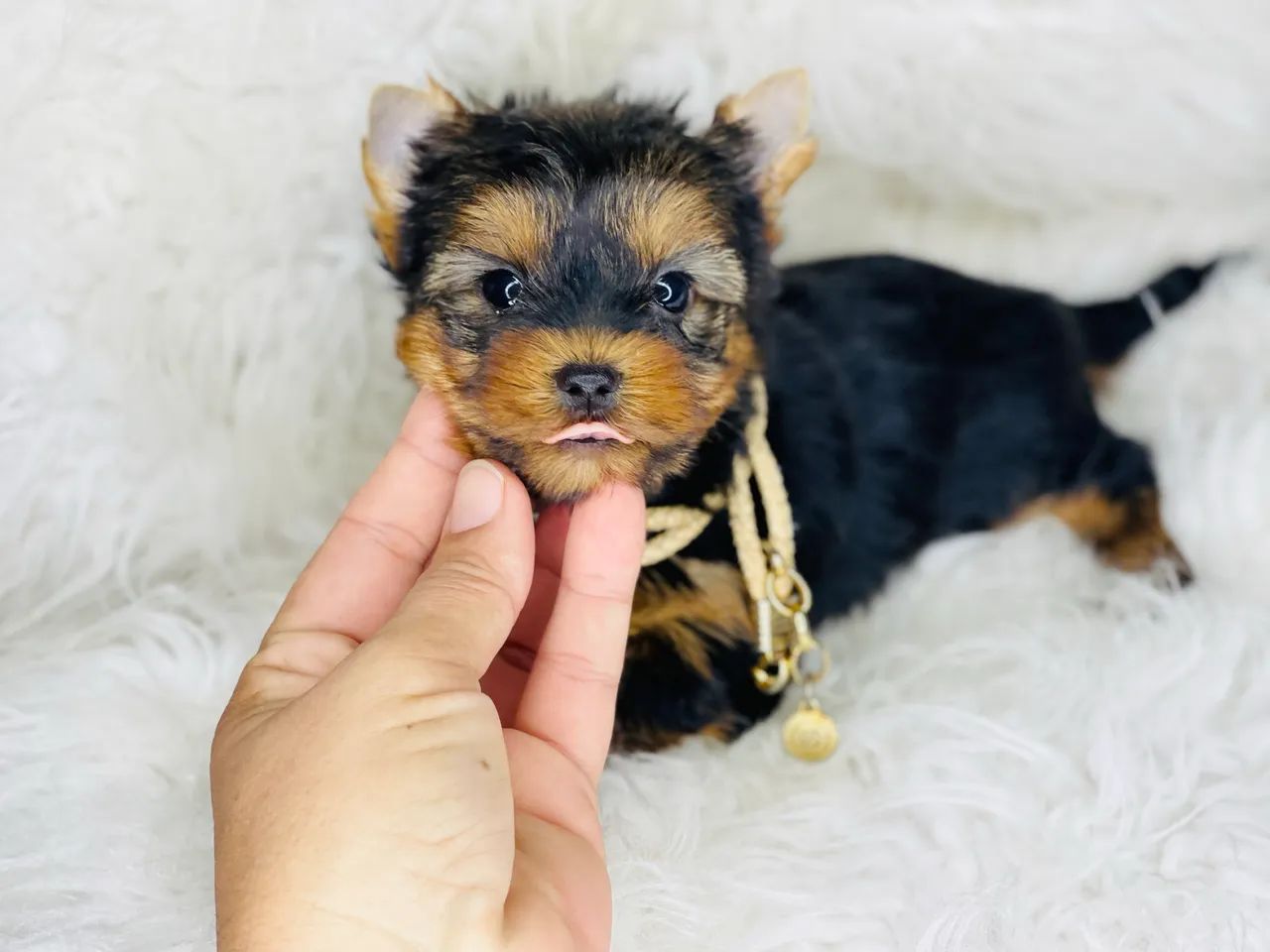 Lindo macho  mini york com pedigree - Foto 3