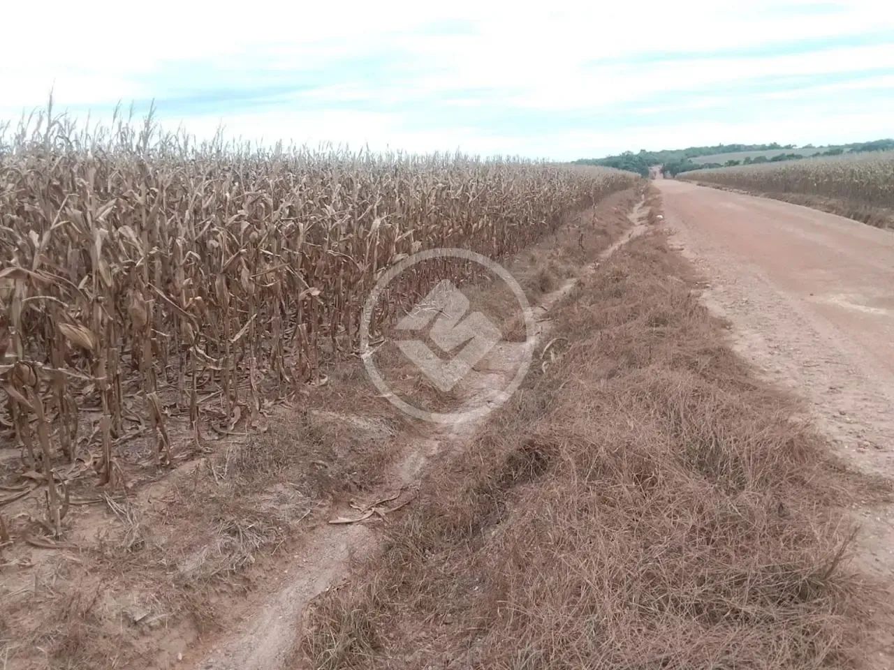 FAZENDA PRODUTIVA DE 475,21 Alqueire codigo: 367781 - Foto 5