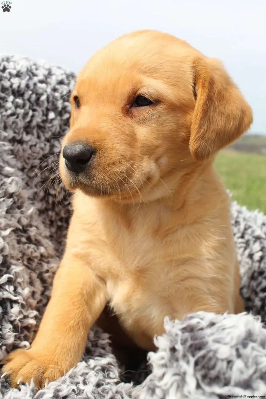 Labrador caramelo ?  simplesmente lindo 