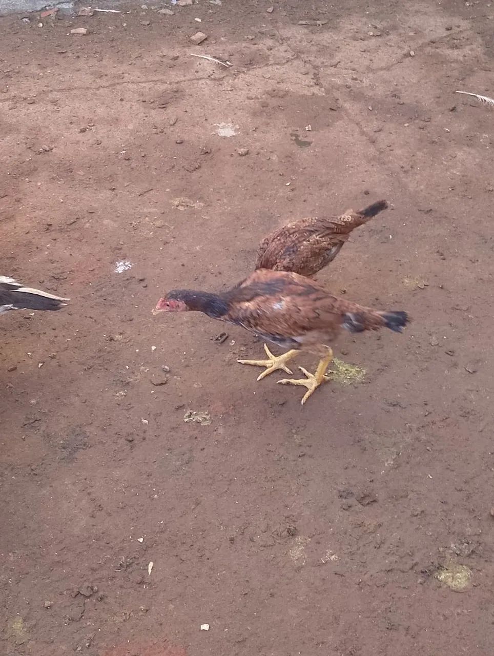 Vendo patos e galinha - Foto 3