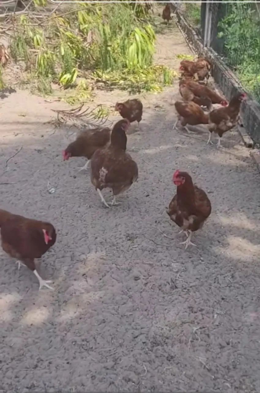 Galinha caipira embrapa 051