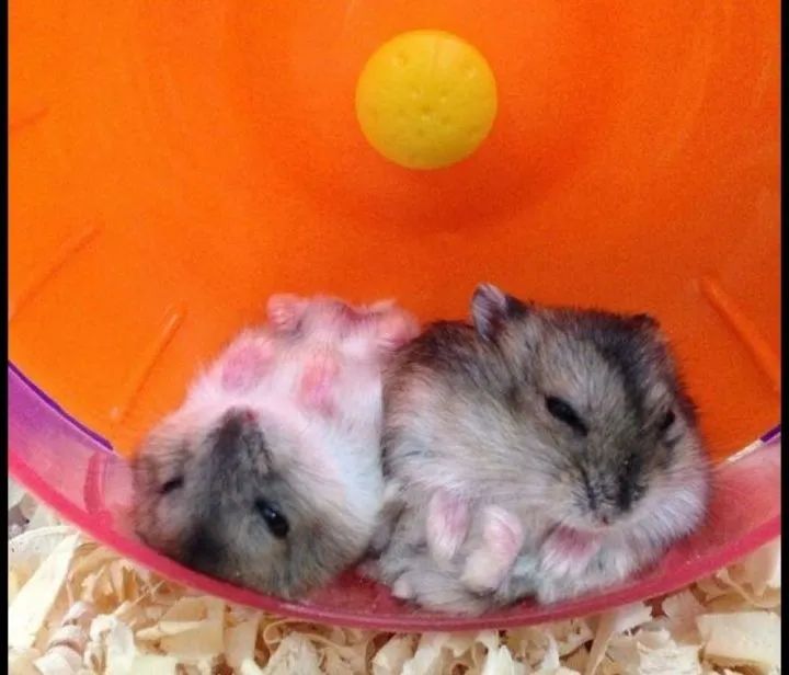 Filhotes de Hamster - Foto 2