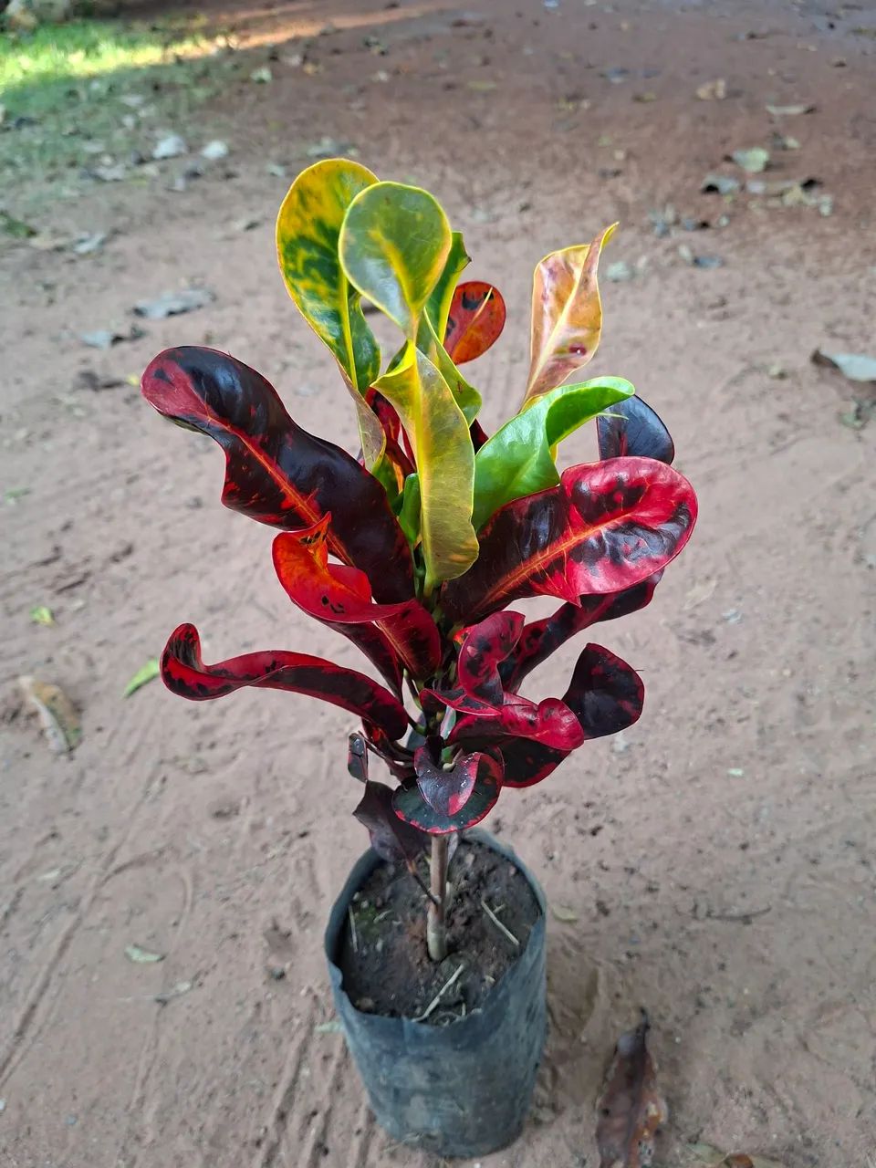 Croton espécies variadas - Foto 3