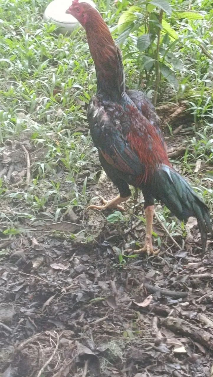 Galo