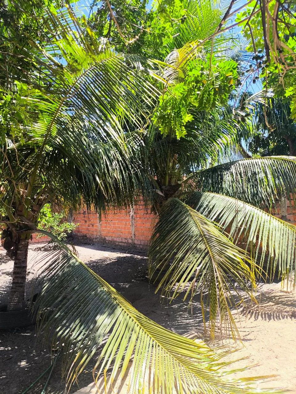 Vendo casa na pedra mole  - Foto 4