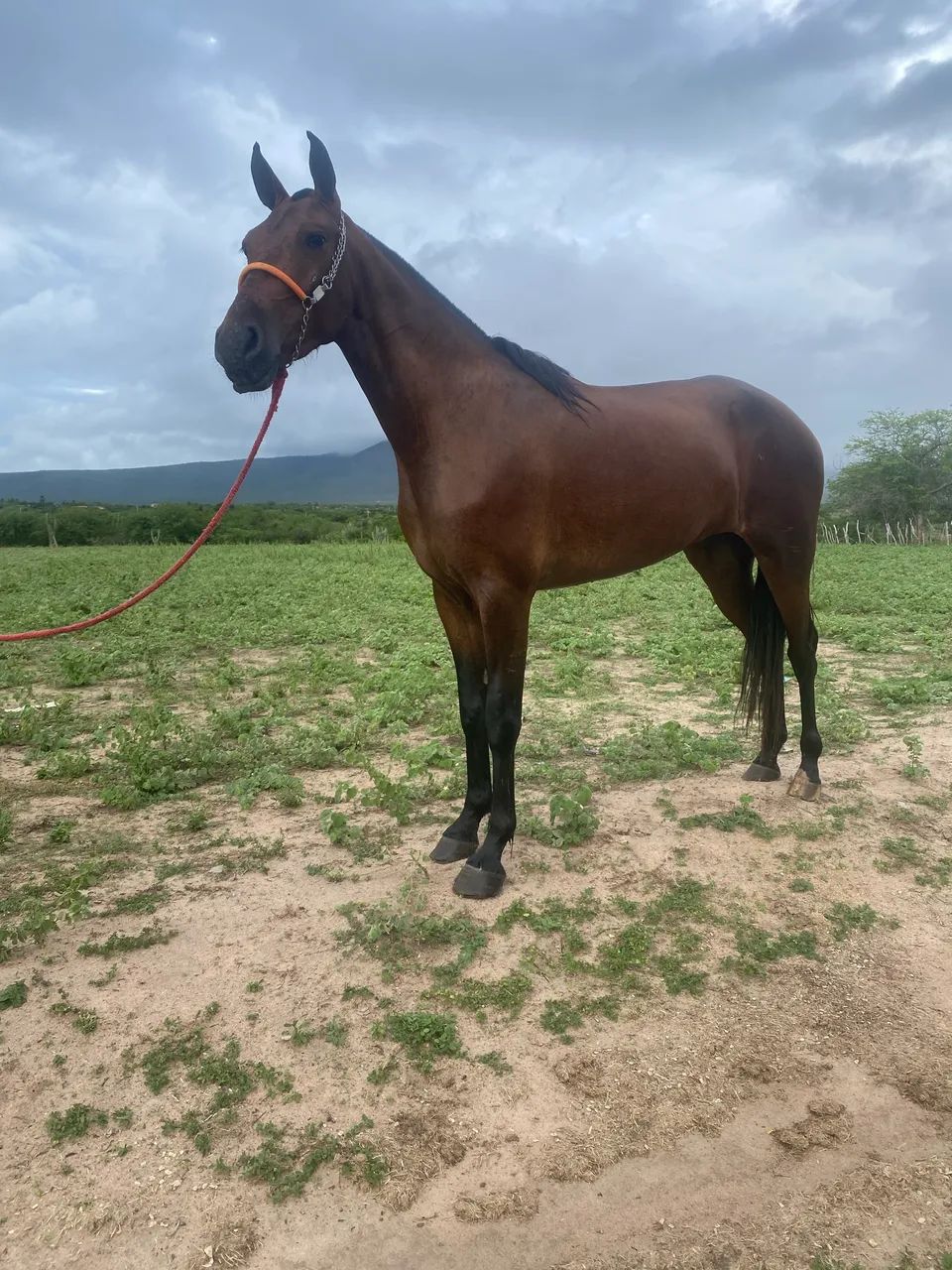 Égua mangalarga 