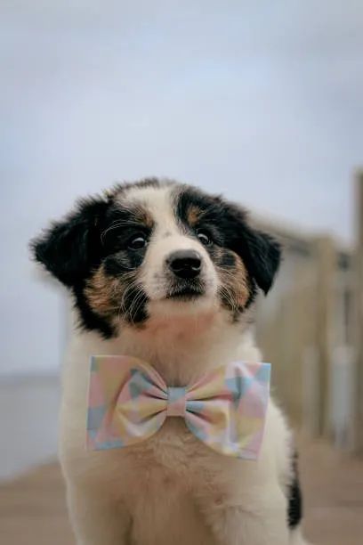 Border Collie de Excelente Padrão ?