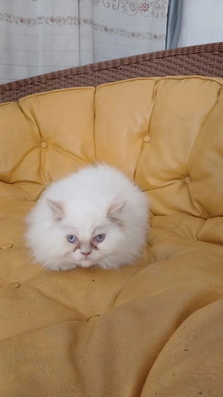 Gato persa  - Foto 4