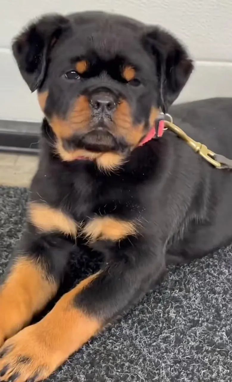FILHOTES DE ROTTWEILER À VENDA - Foto 5
