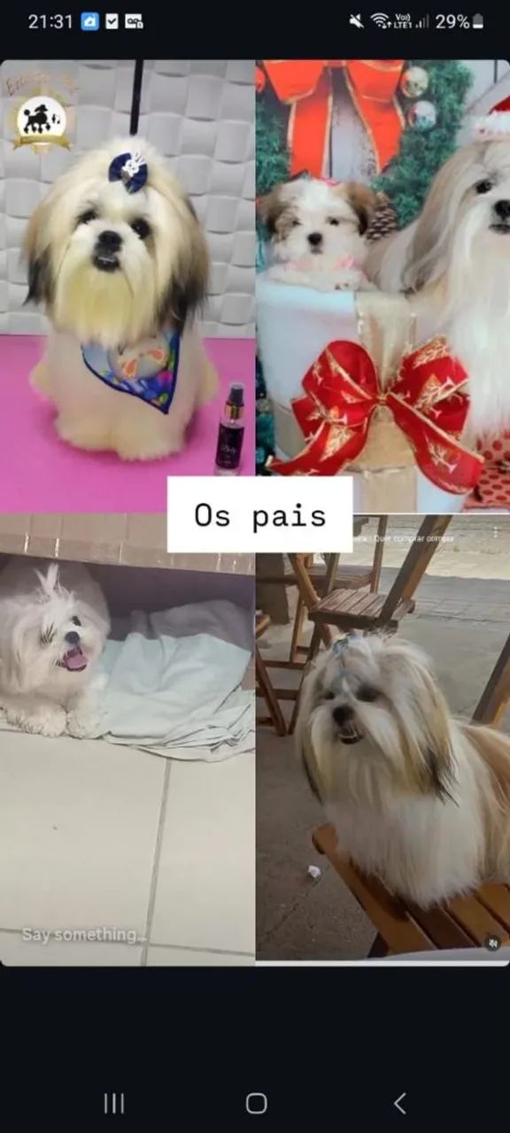 Casal de shitzu no precinho - Foto 5