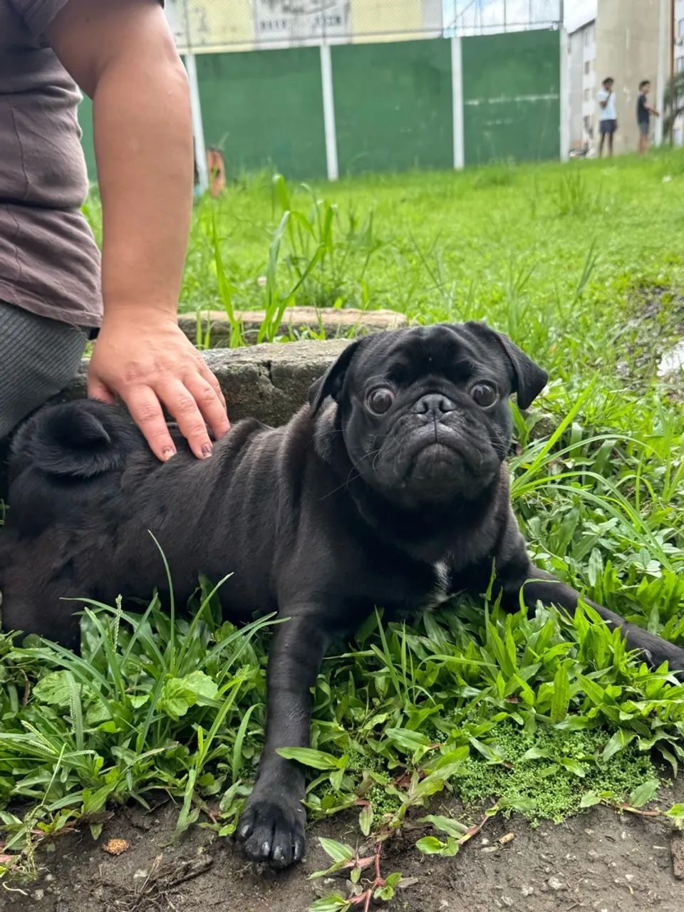 Pug macho  - Foto 3