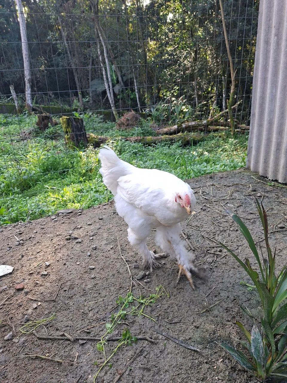 Frango Brahma White  - Foto 3