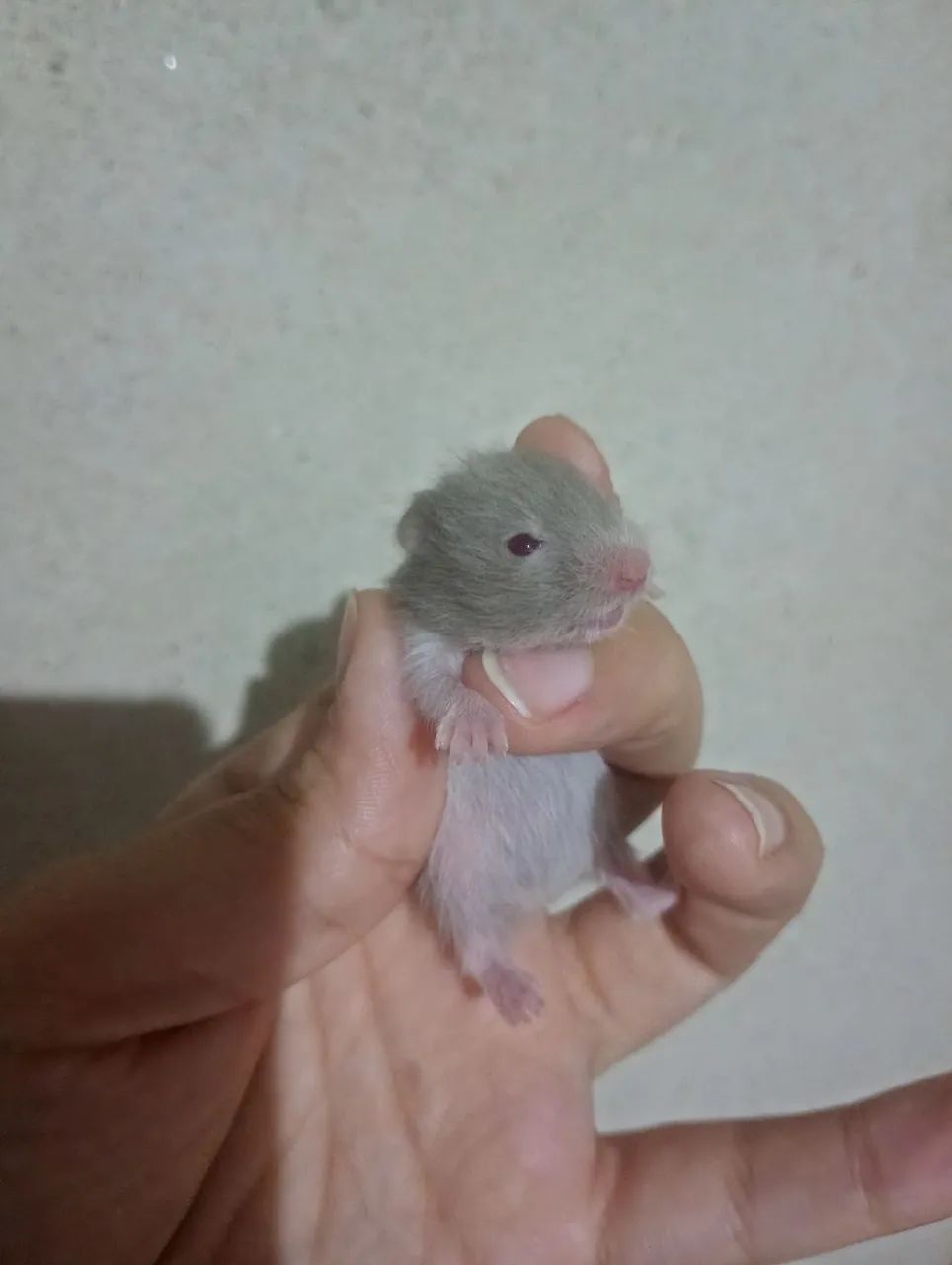 Hamster Sírio 