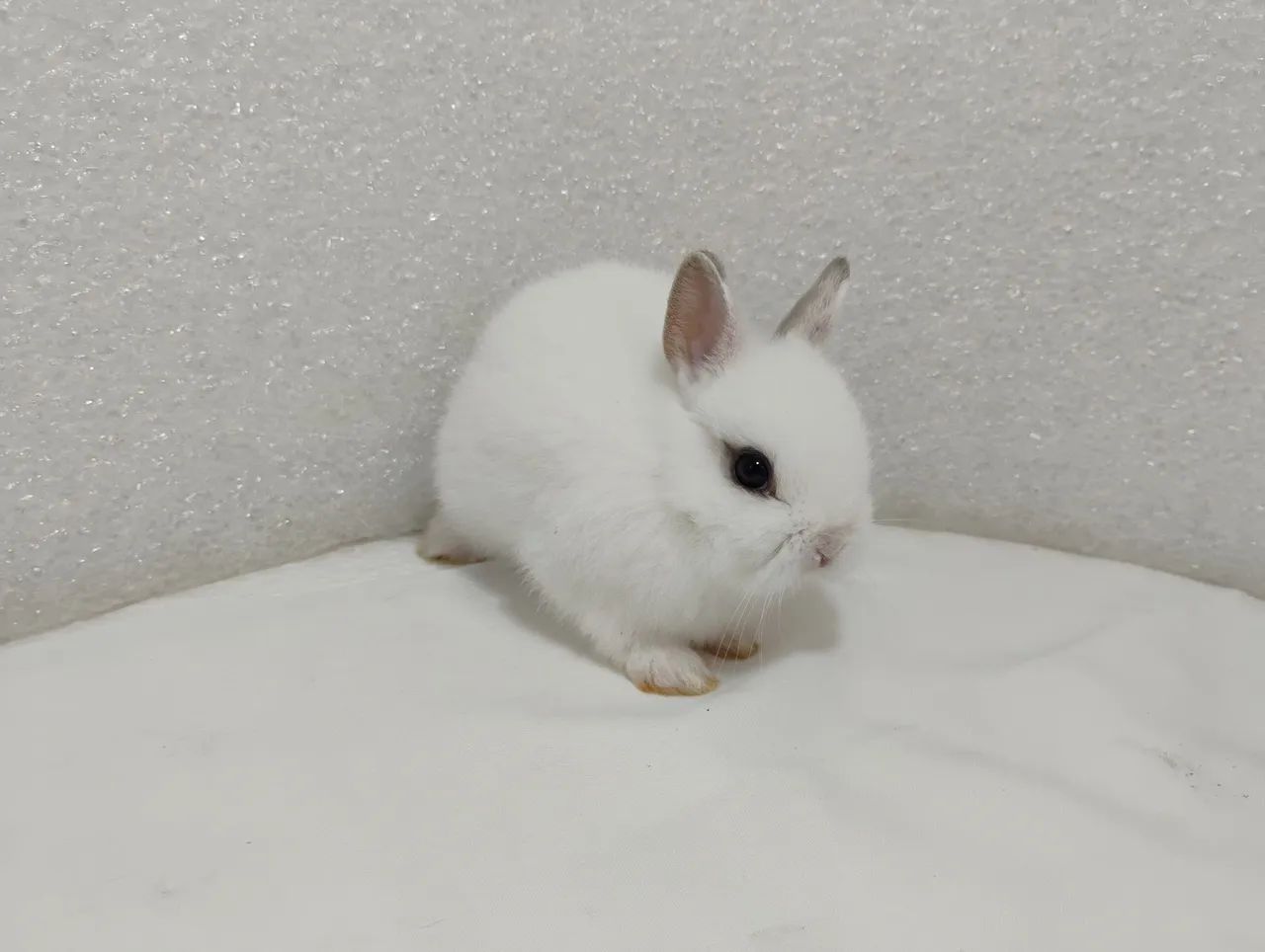 Mini Coelhos Filhotes com 31 dias de vida  - Foto 5