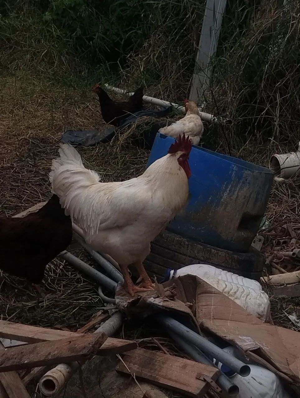 Galo Rhods Island whiter  - Foto 5