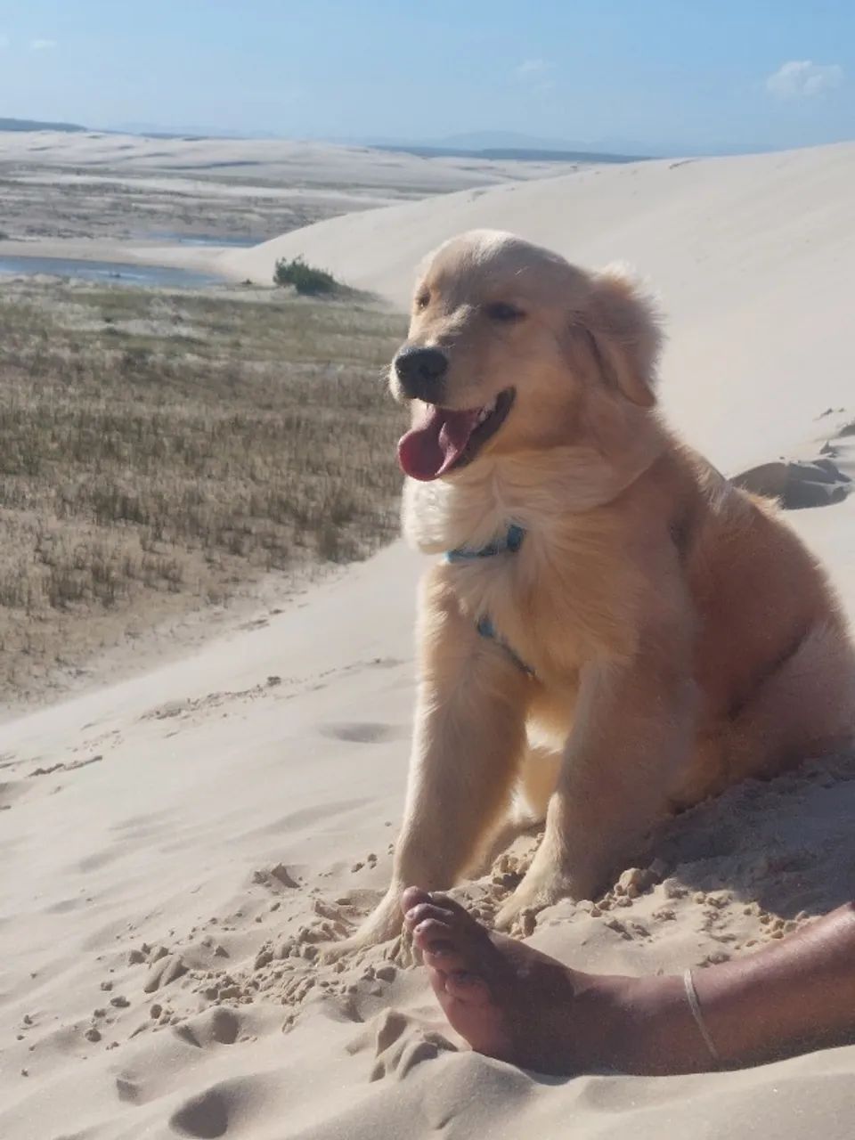 Golden retriver