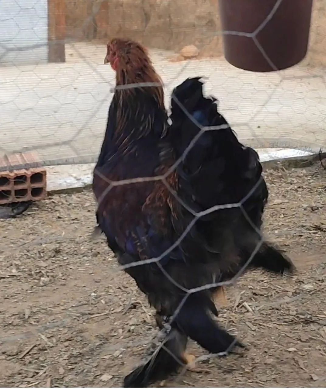 Frango Brahma Perdiz  - Foto 2