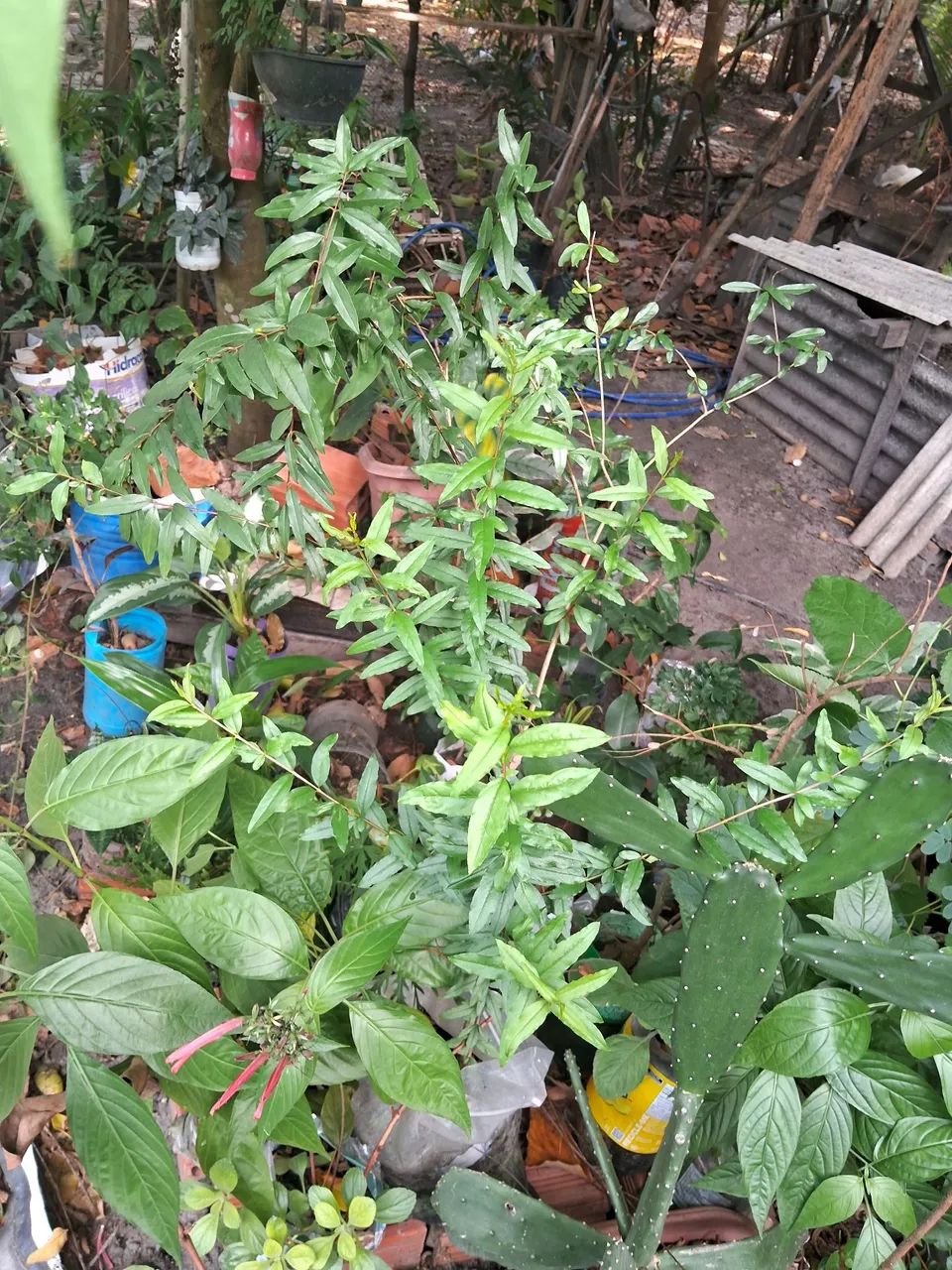 Plantas frutíferas  - Foto 2
