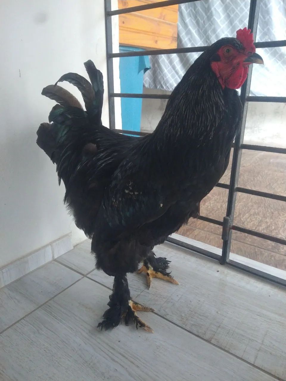 Brahma Black - Foto 3