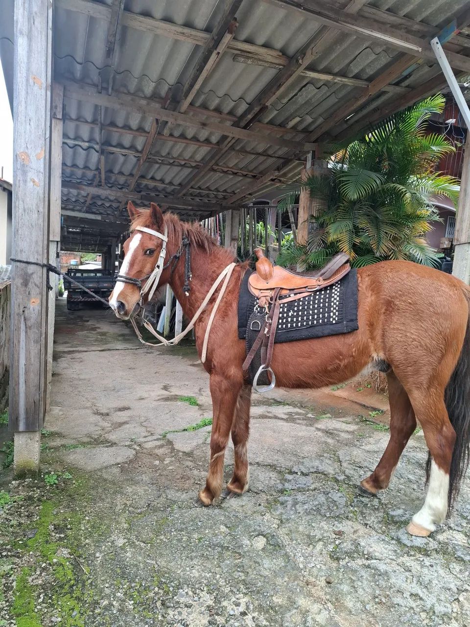 Cavalo 